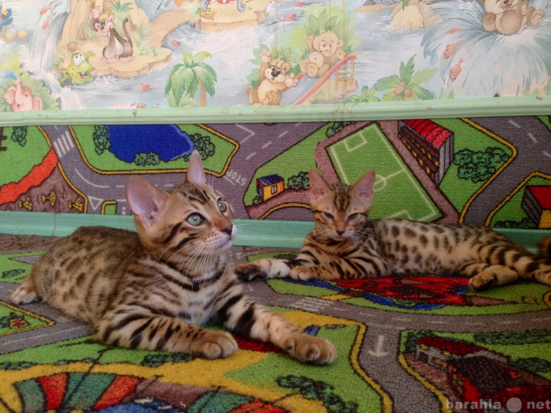 Продам: Бенгальские котята