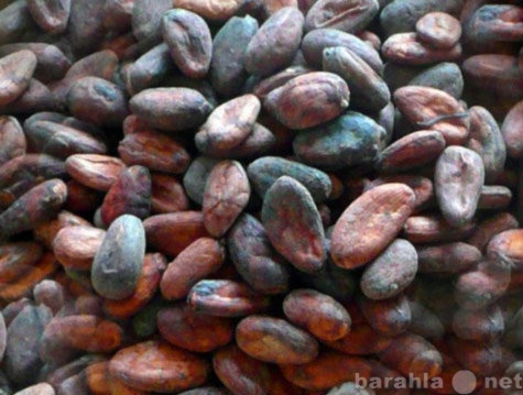 Продам: Какао бобы