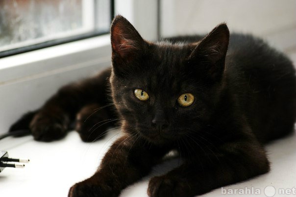 Продам: Черный котенок с яркими глазами!