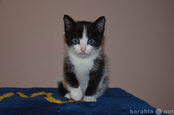 Продам: Черно-белый милый котеночек