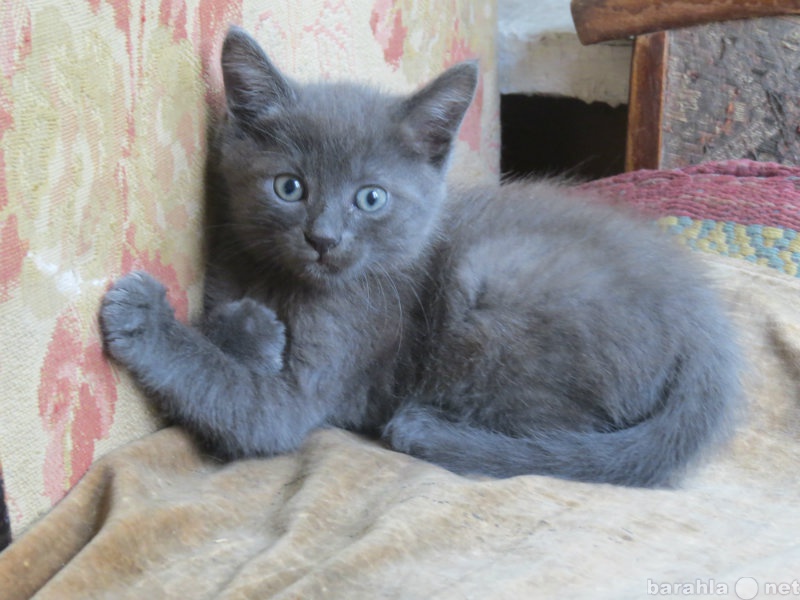 Отдам даром: серый котенок
