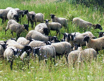 Продам: Овцы,баранина