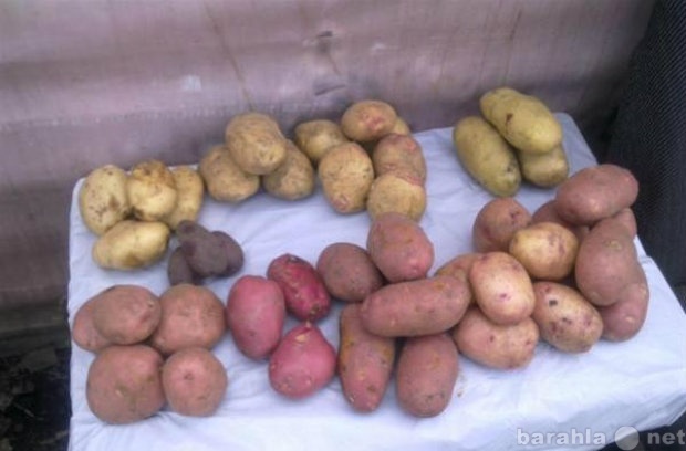 Продам: Картофель, картошка