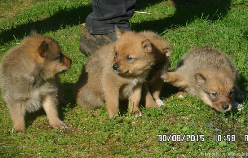 Продам: Щенки карело финской лайки