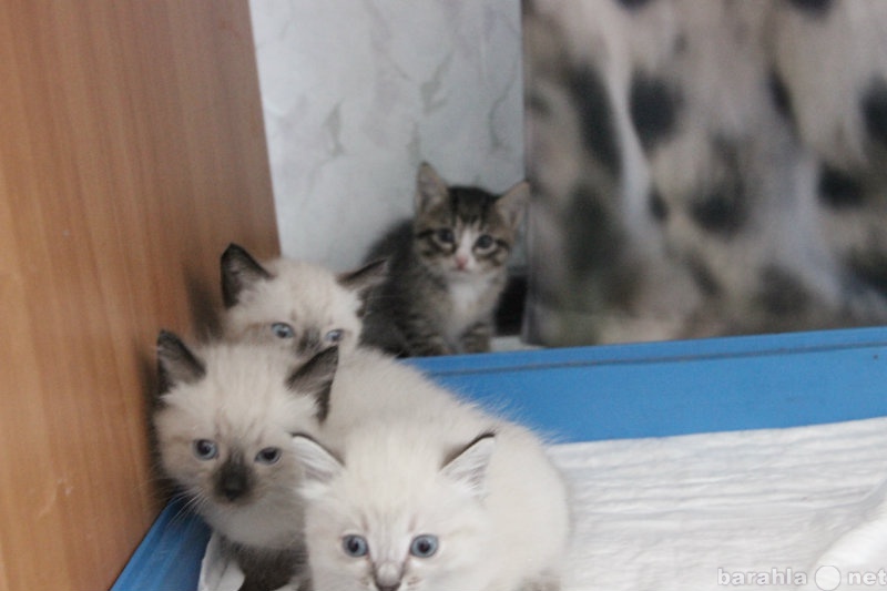 Продам: Котята от сиамской кошки