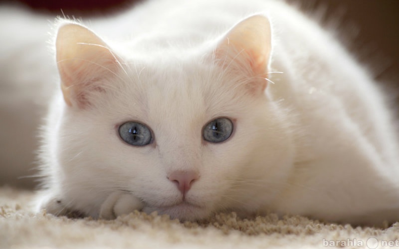 Отдам даром: белый кот с голубыми глазами
