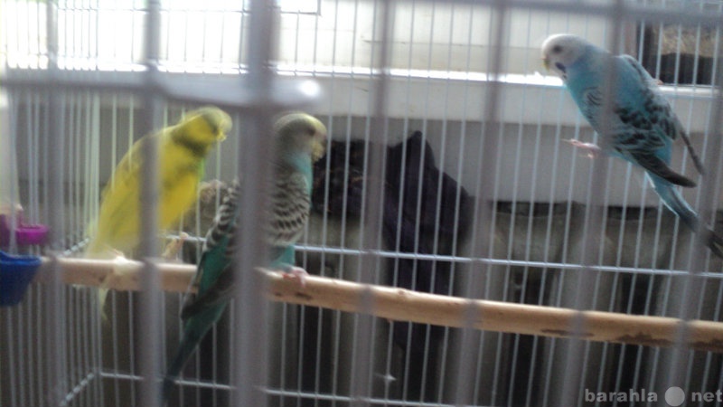 Продам: 3 волнистых попугая