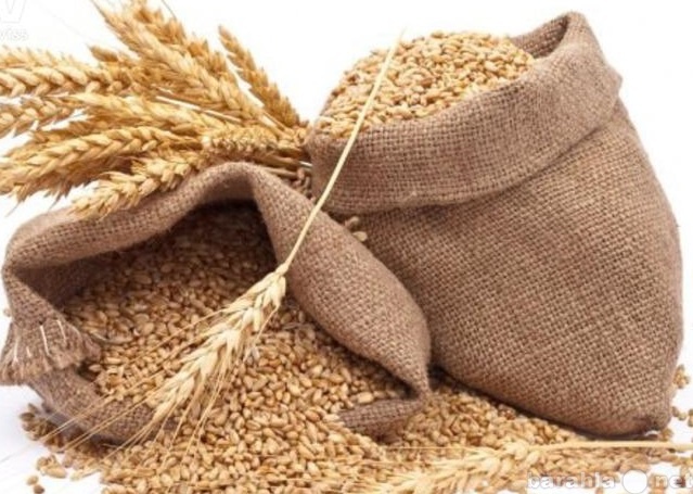 Продам: Фуражное зерно/пшеничные отруби