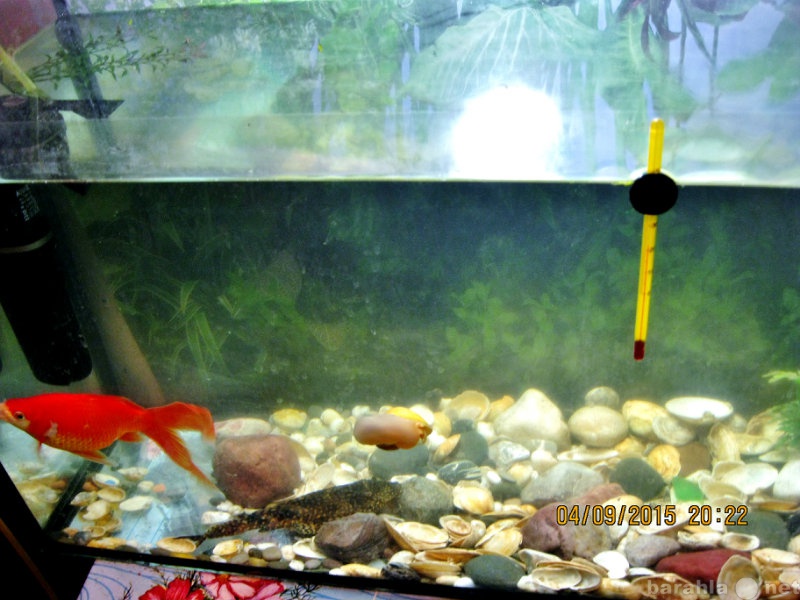 Продам: аквариум 180 л с рыбками