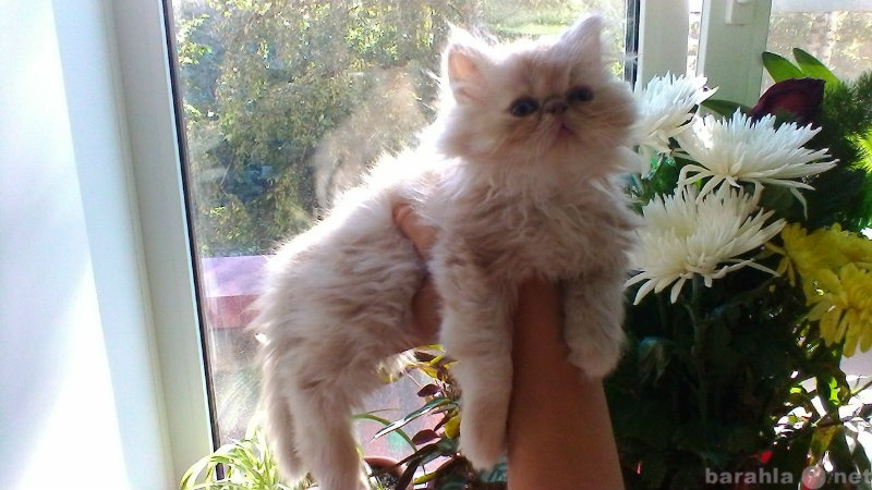 Продам: котенок перс