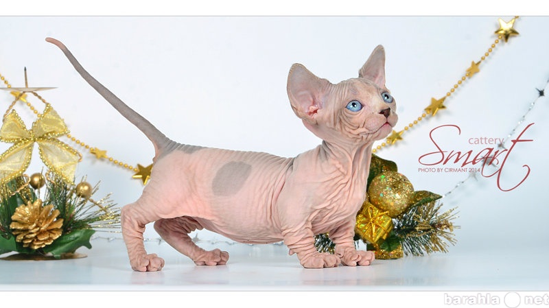 Продам: котят потрясающей породы  Бамбино!!!