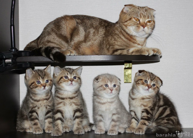 Продам: Очаровательные шотландские котята