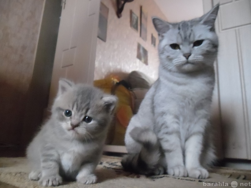 Продам: Очарователные британские котята