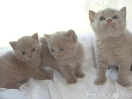Продам: Котята британские короткошёрстные