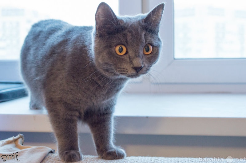 Продам: Красавица-кошка голубого окраса ищет дом