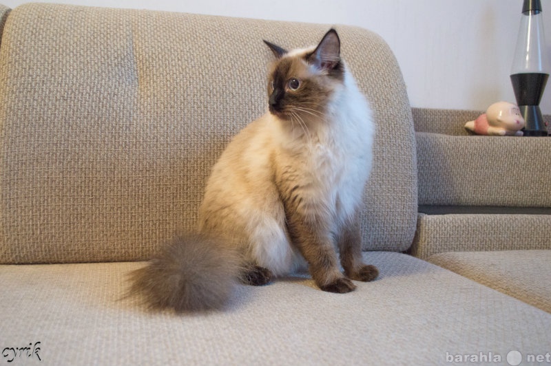 Продам: Кошка "сиамского" окраса
