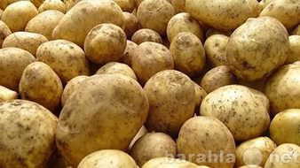 Продам: Картофель нового сезона из Бичуры