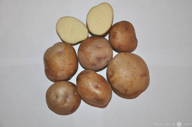 Продам: Картофель синеглазка