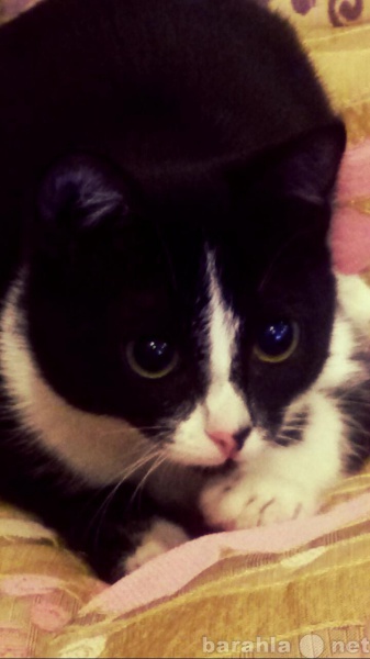 Отдам даром: Черно белая кошка ( 8 месяцев )
