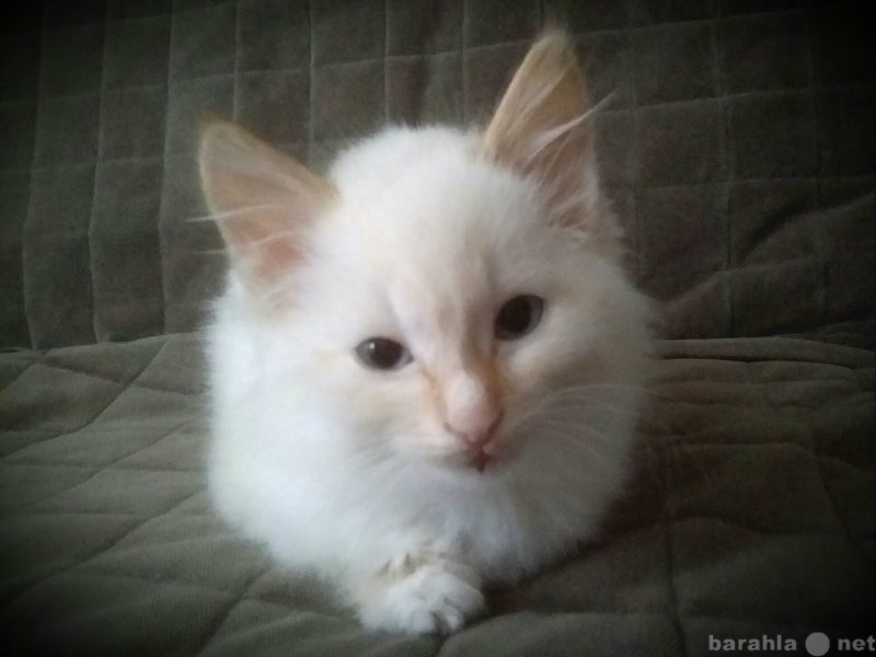 Отдам даром: Очаровательного котенка 2 месяца