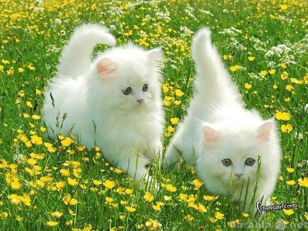 Продам: Персидские котята лучшие из лучших бело