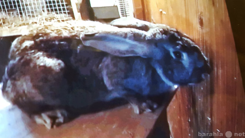 Продам: Кролики Бельгийский фландер
