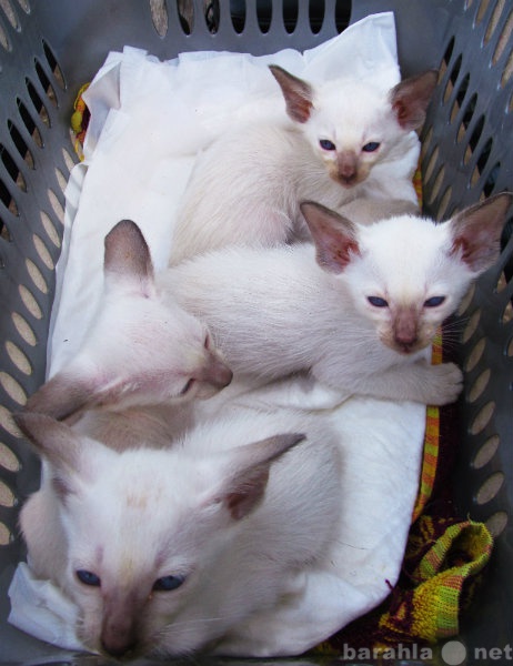 Продам: сиамские котята ориентальной линии