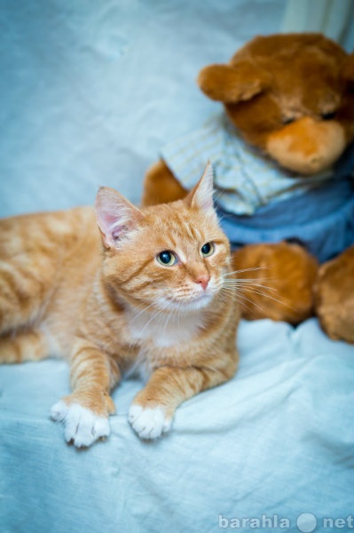 Отдам даром: Шикарного рыжего кота