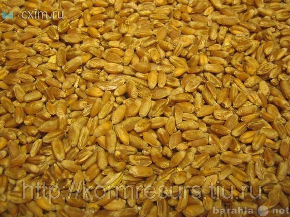 Продам: Пшеница фуражная