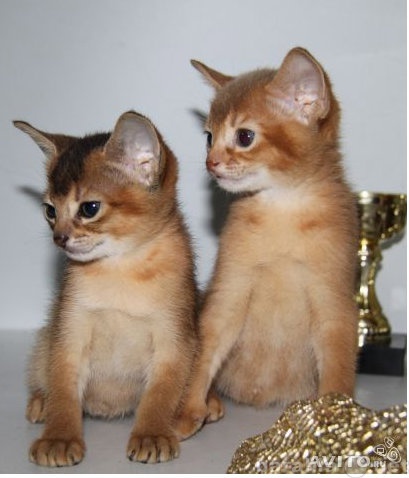Продам: Очаровательный абиссинский котенок