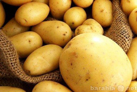 Продам: Картофель оптом.Урожай 2015 года