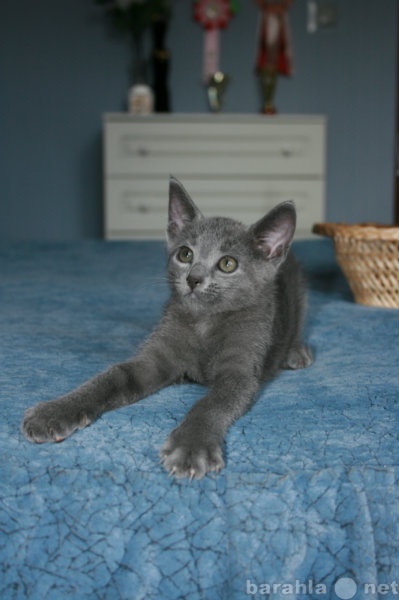 Продам: Котята Русской голубой породы