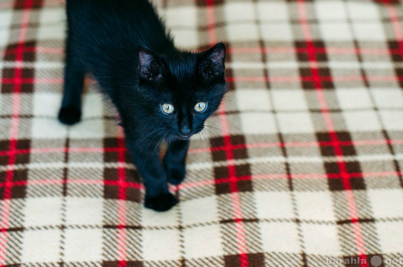 Продам: Черный котик ищет дом, 4 мес.