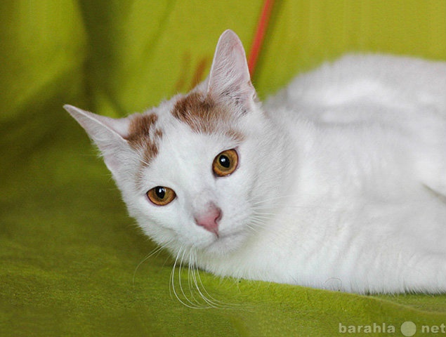 Отдам даром: Милан, добрейший диванный котик в дар