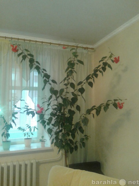 Продам: Гибискус-китайская роза
