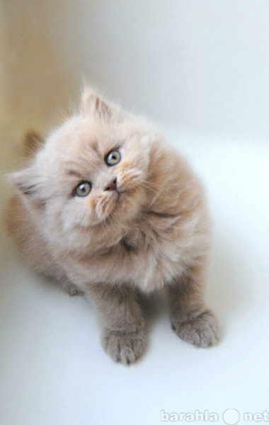 Продам: Элитные британские плюшевые котята