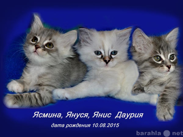 Продам: Cибирские котята
