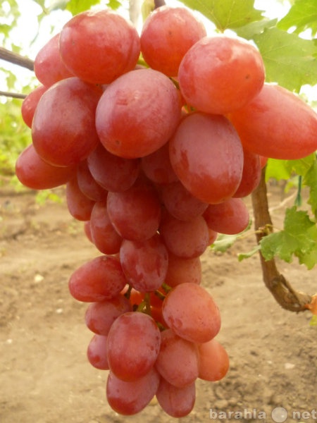 Продам: саженцы винограда