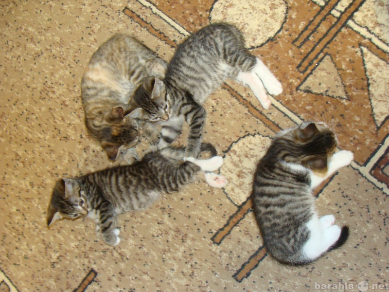 Отдам даром: котята от бирманской кошки