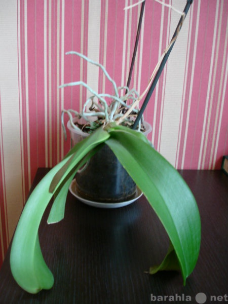 Продам: Цветок Орхидея