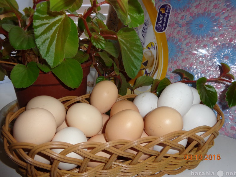 Продам: домашнее куриное яйцо