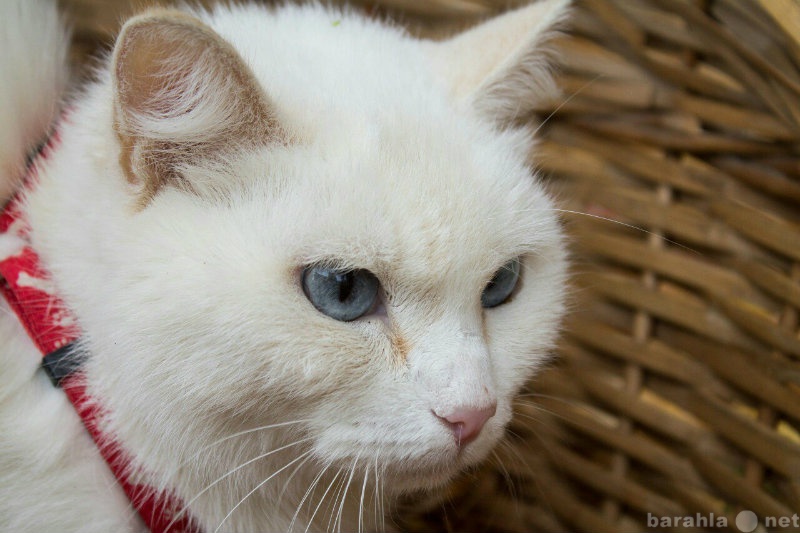 Продам: Скромная кошка Аурия 2 года
