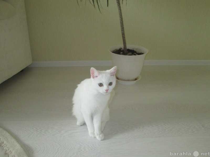 Продам: Белоснежный котик