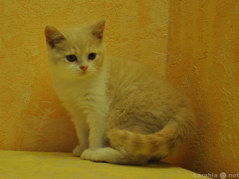 Продам: Британские котята питомника Terranova