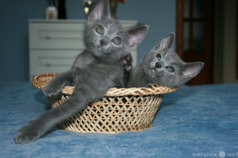Продам: Русские голубые котята