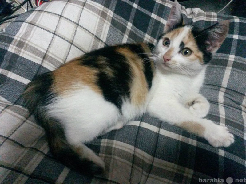 У каких кошек рождаются трехцветные котята. Кошка трехцветная короткошерстная. Американская короткошерстная кошка трехцветная. Трёхцветный котёнок девочка. Метис кошка трехцветная.