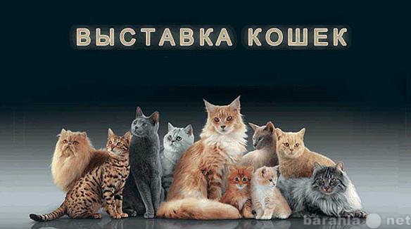 Продам: Международная выставка кошек всех пород