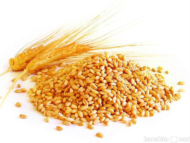 Куплю: Паи Зерна Кукуруза Пшеница Ячмень