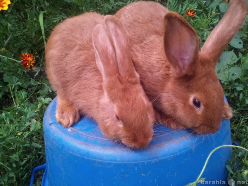 Кролики купить краснодарский. Калифарнийский кролик. Новозеландский кролик и мини лопа. Рыжий мясной кролик. Кролики в Сатке.