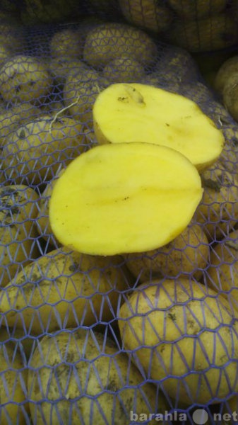 Продам: Картофель оптом от фермера c доставкой.